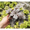 Żuraweczka 'Gunsmoke' Heucherella