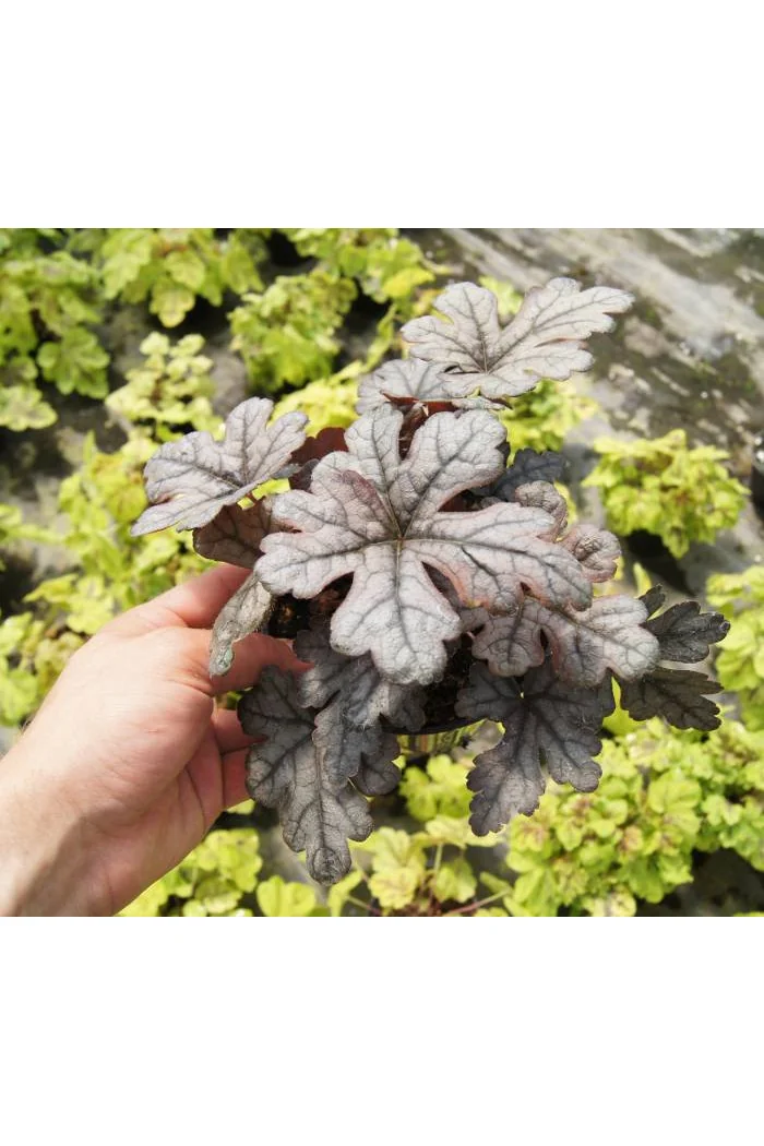 Żuraweczka 'Gunsmoke' Heucherella