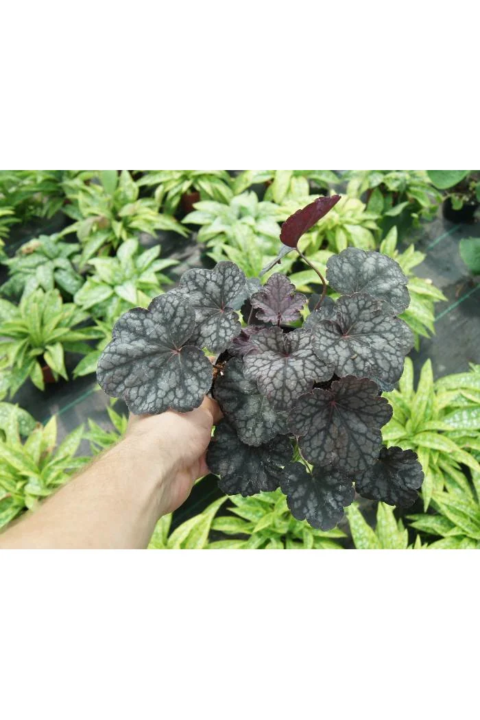 Żurawka 'Velvet Night' Heuchera