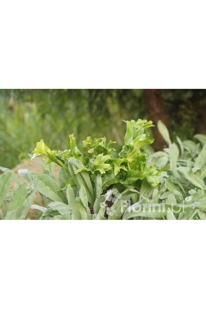 Języcznik zwyczajny 'Cristatum' | Phyllitis scolopendrium