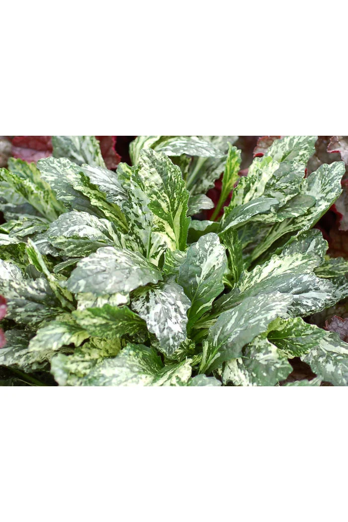 Dąbrówka 'Sparkler' | Ajuga reptans