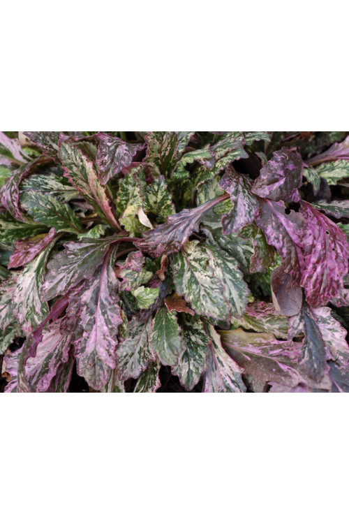 Dąbrówka 'Sparkler' | Ajuga reptans