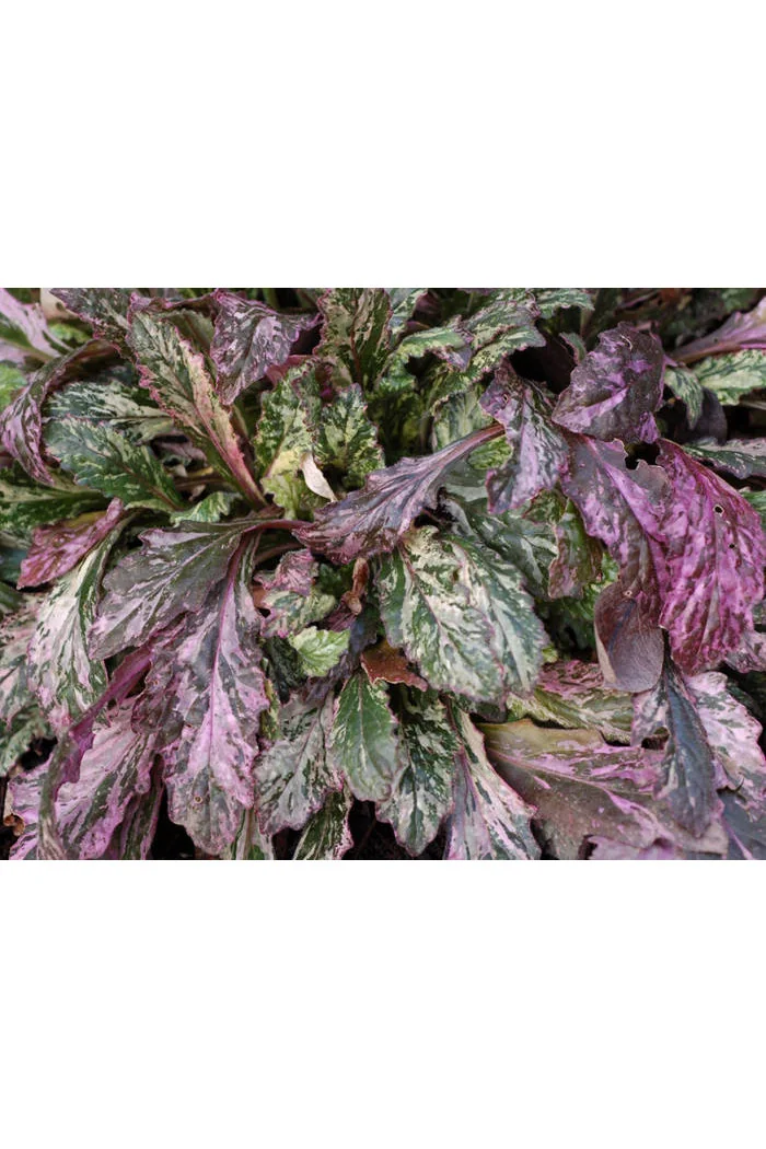 Dąbrówka 'Sparkler' | Ajuga reptans