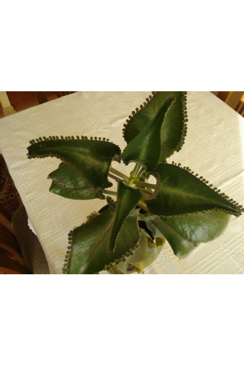 Żyworódka pierzasta Kalanchoe Daigremontiana