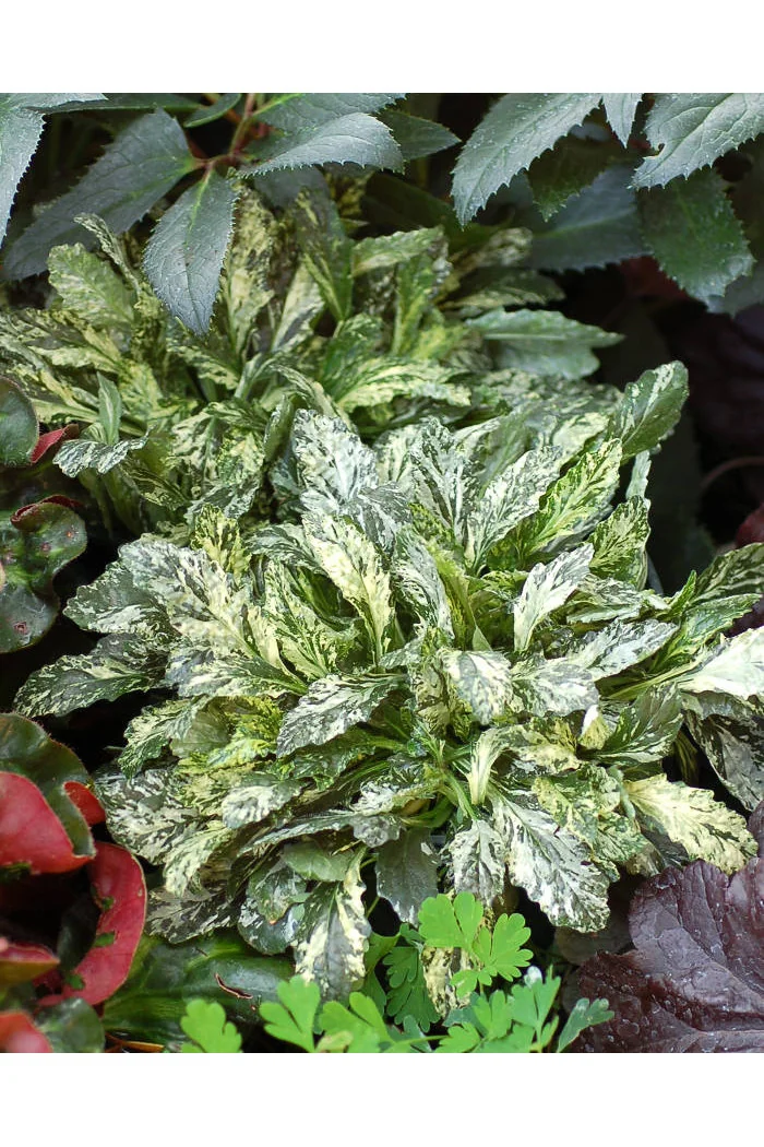 Dąbrówka 'Sparkler' | Ajuga reptans