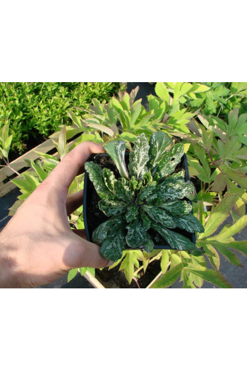 Dąbrówka 'Sparkler' | Ajuga reptans