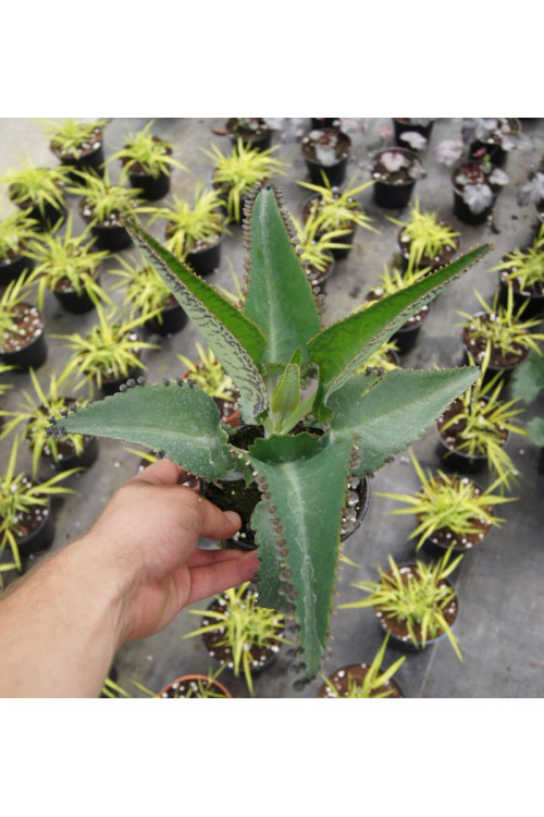 Żyworódka pierzasta Kalanchoe Daigremontiana