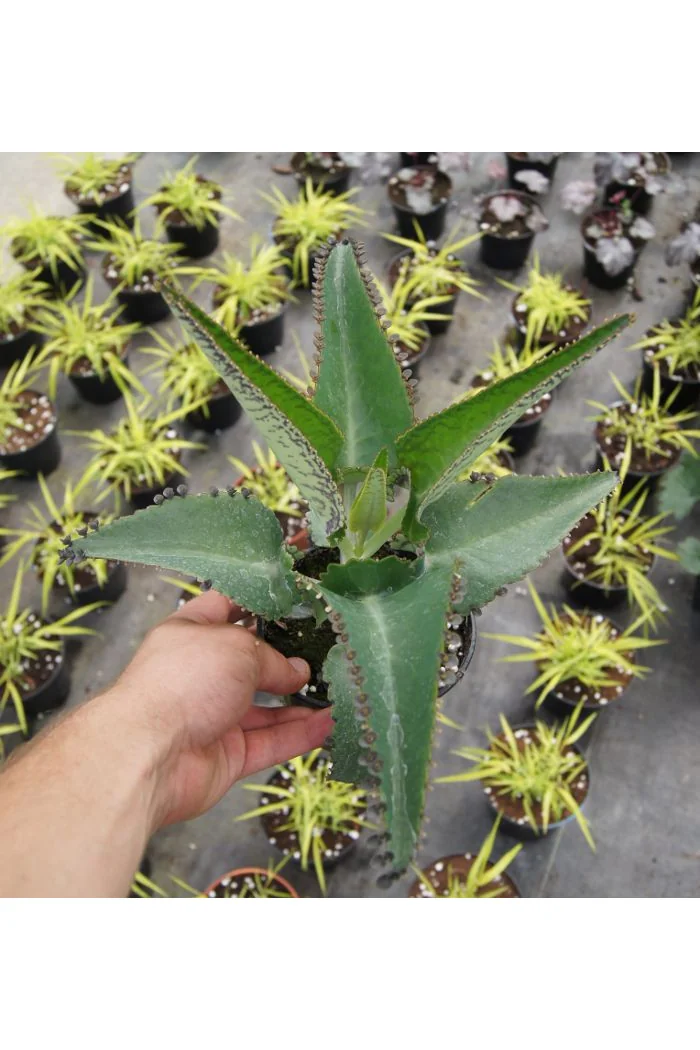 Żyworódka pierzasta Kalanchoe Daigremontiana