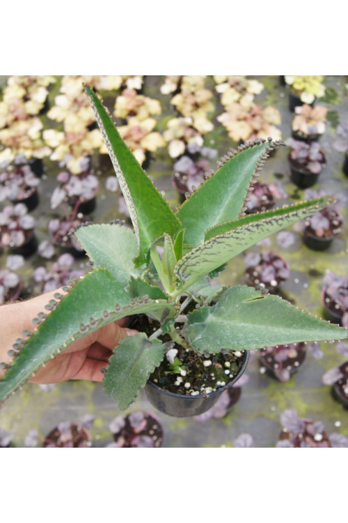 Żyworódka pierzasta Kalanchoe Daigremontiana