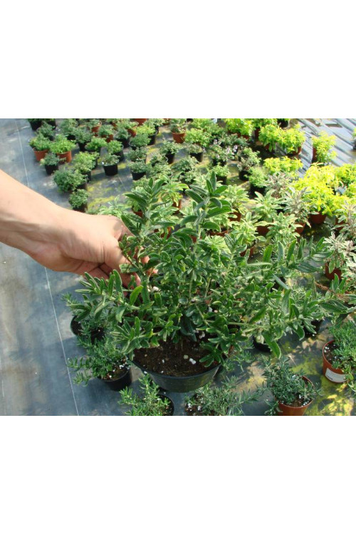 Litodora 'Blue Star' Lithodora diffusa