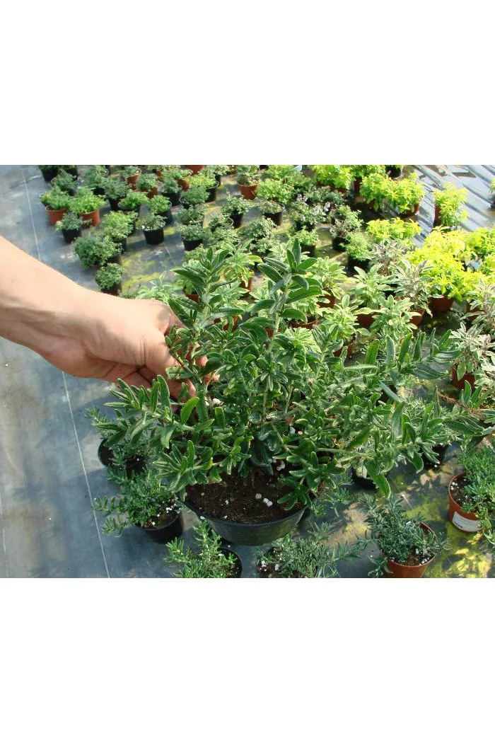 Litodora 'Blue Star' Lithodora diffusa