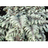 Athyrium (wietlica) 'Silver Falls' Athyrium