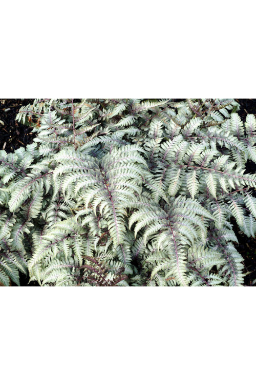 Athyrium (wietlica) 'Silver Falls' Athyrium
