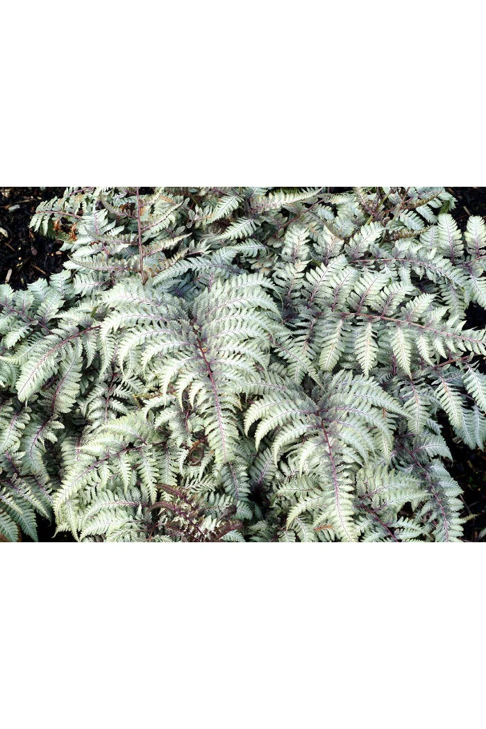 Athyrium (wietlica) 'Silver Falls' Athyrium