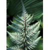 Athyrium (wietlica) 'Silver Falls' Athyrium