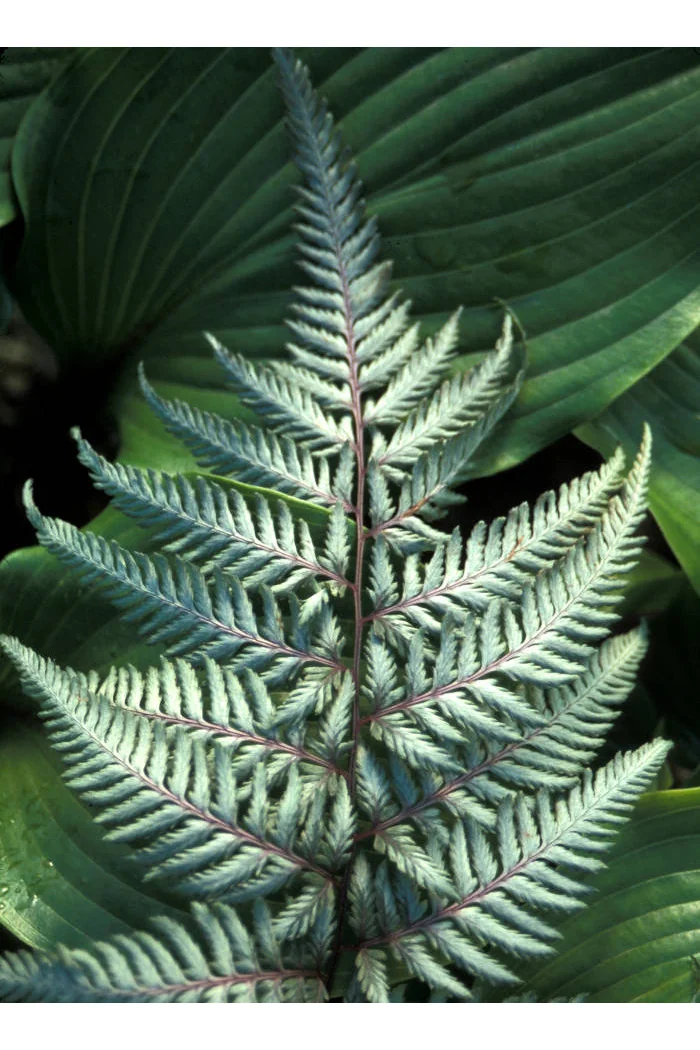 Athyrium (wietlica) 'Silver Falls' Athyrium