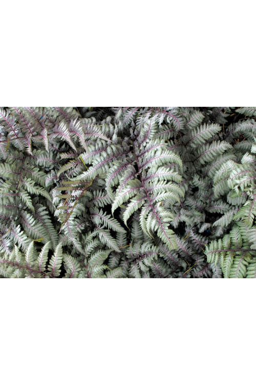 Athyrium (wietlica) 'Silver Falls' Athyrium
