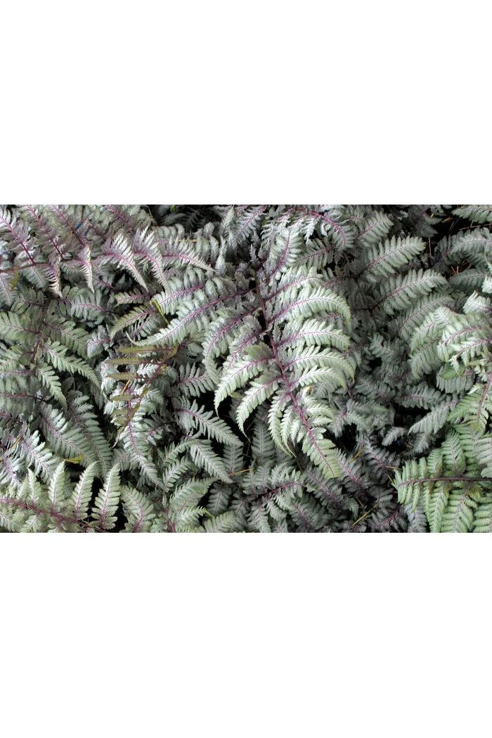 Athyrium (wietlica) 'Silver Falls' Athyrium