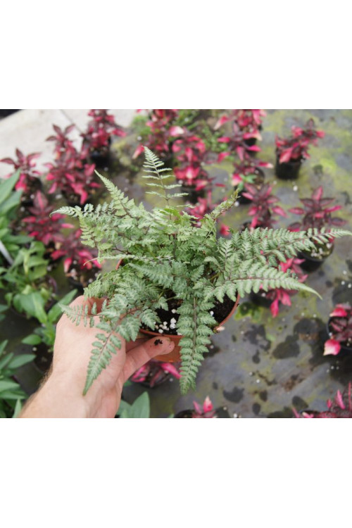Athyrium (wietlica) 'Silver Falls' Athyrium