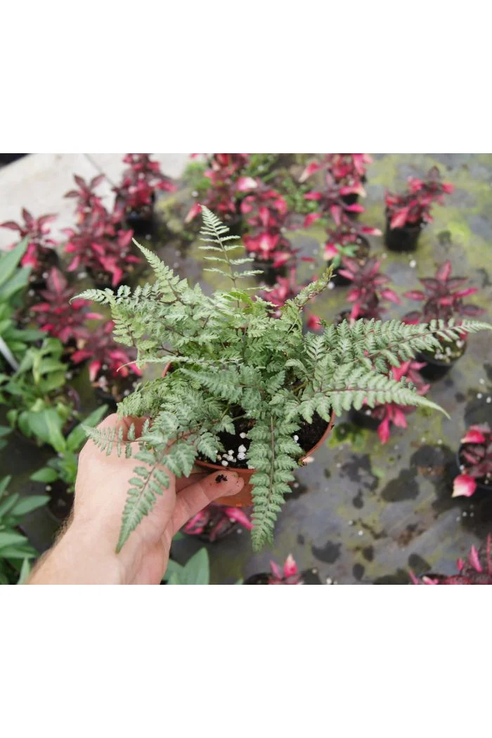 Athyrium (wietlica) 'Silver Falls' Athyrium