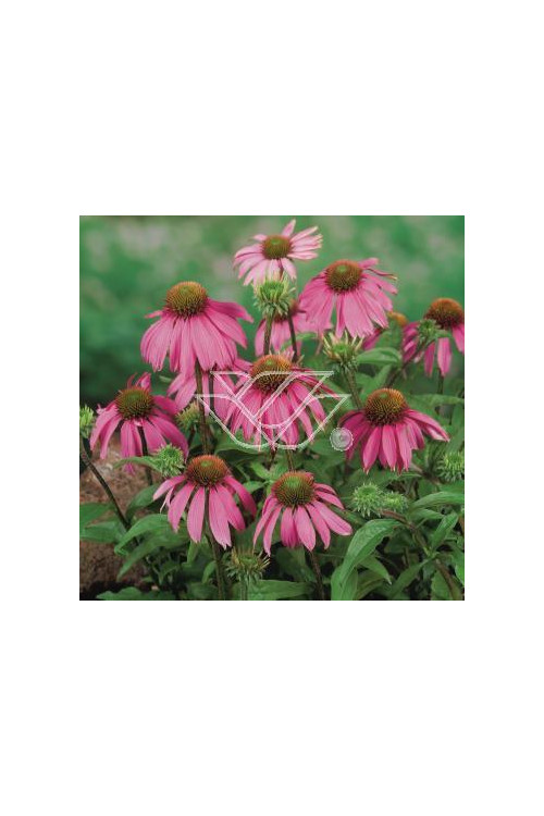 Jeżówka 'Kim's Knee Highl' Echinacea