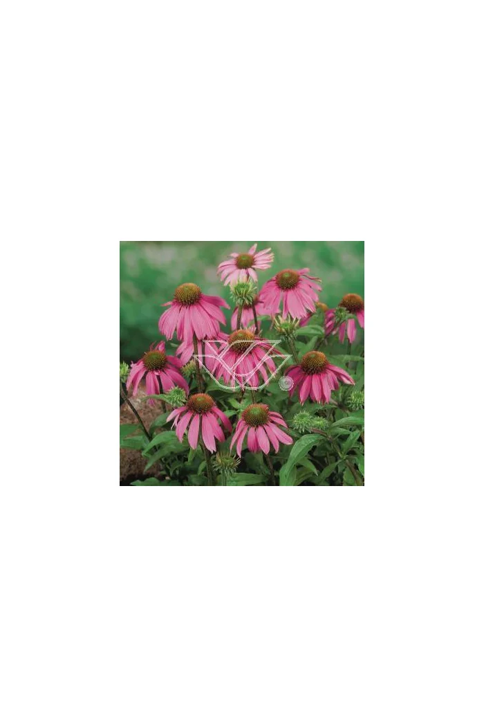 Jeżówka 'Kim's Knee Highl' Echinacea
