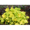 Żurawka 'Lemon Chiffon' Heuchera