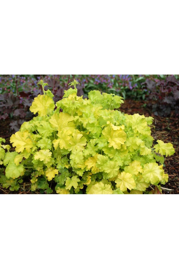 Żurawka 'Lemon Chiffon' Heuchera
