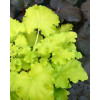 Żurawka 'Lemon Chiffon' Heuchera