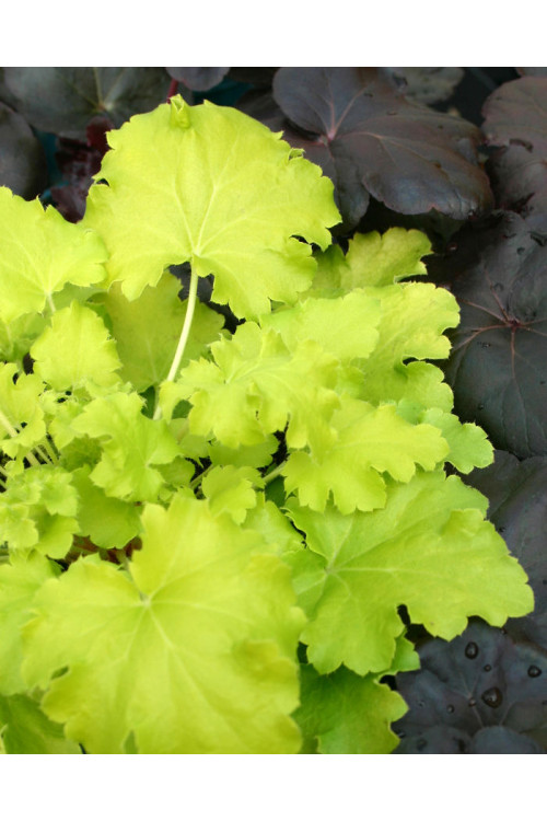 Żurawka 'Lemon Chiffon' Heuchera