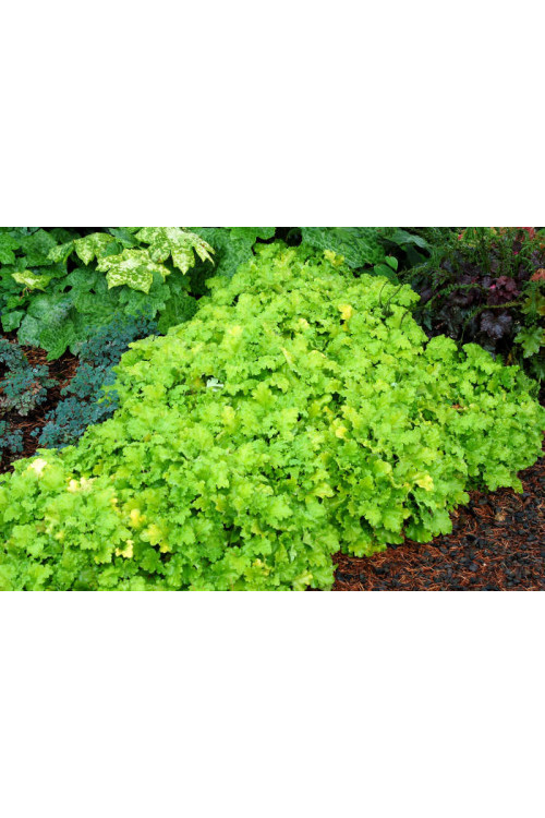 Żurawka 'Lemon Chiffon' Heuchera