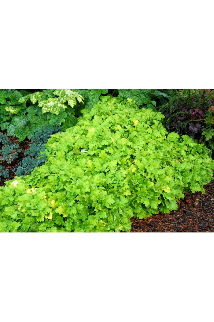 Żurawka 'Lemon Chiffon' Heuchera