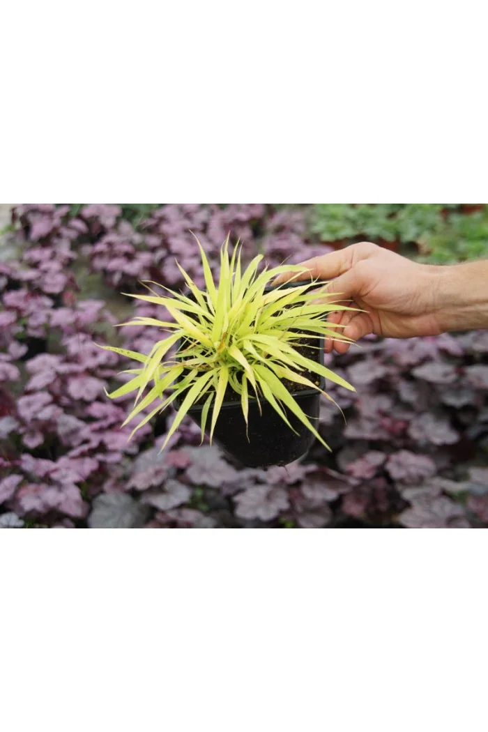 Hakonechloa 'All Gold' | Hakonechloa macra
