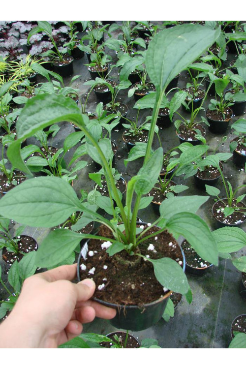 Jeżówka 'Quills and Thrills' Echinacea