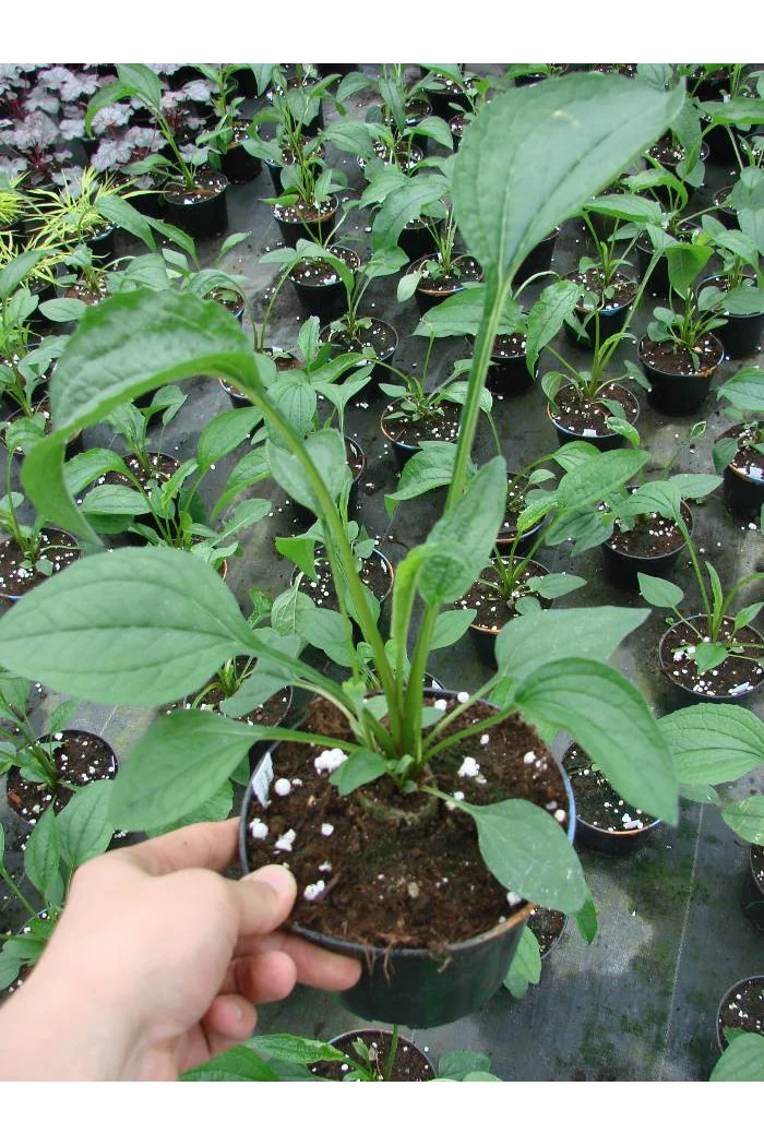 Jeżówka 'Quills and Thrills' Echinacea