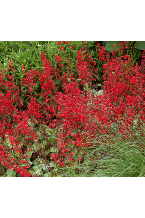 Żurawka 'Lipstick' Heuchera