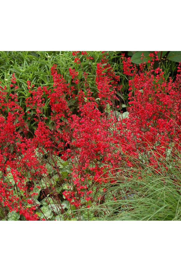 Żurawka 'Lipstick' Heuchera