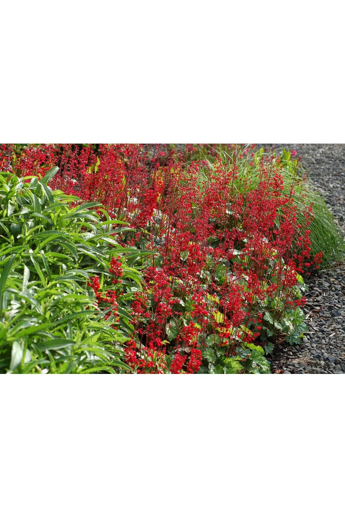 Żurawka 'Lipstick' Heuchera