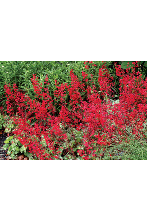 Żurawka 'Lipstick' Heuchera