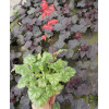 Żurawka 'Lipstick' Heuchera