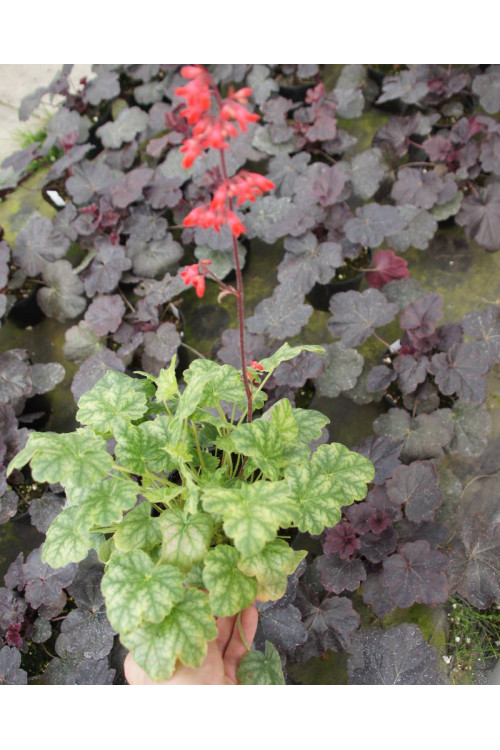 Żurawka 'Lipstick' Heuchera