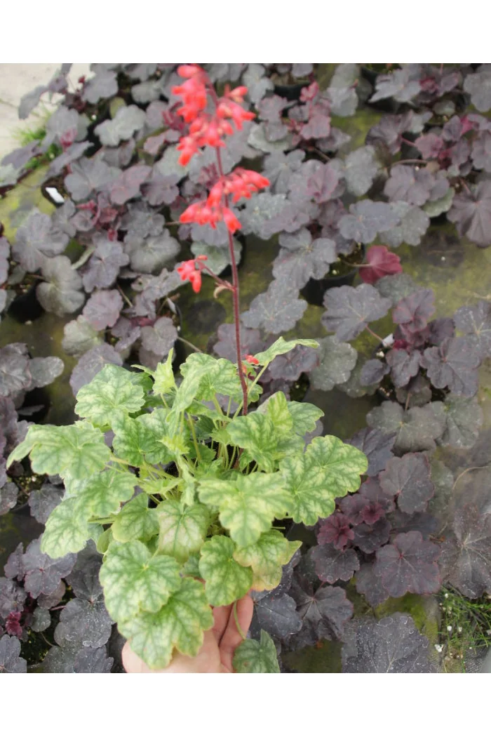 Żurawka 'Lipstick' Heuchera