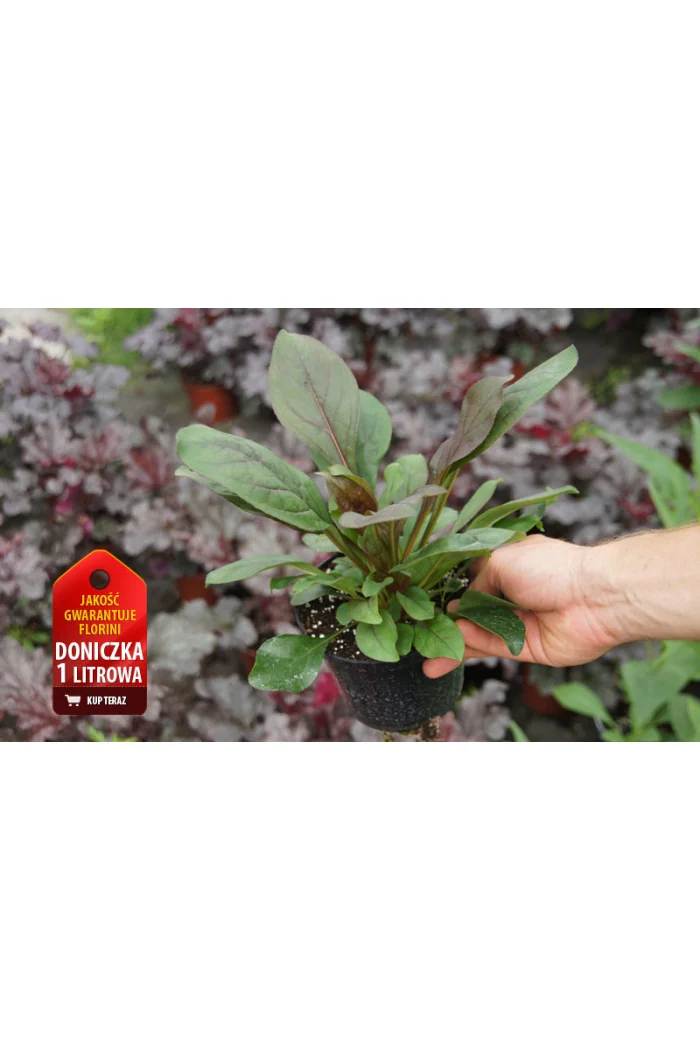 Penstemon 'Dark Towers' | Penstemon