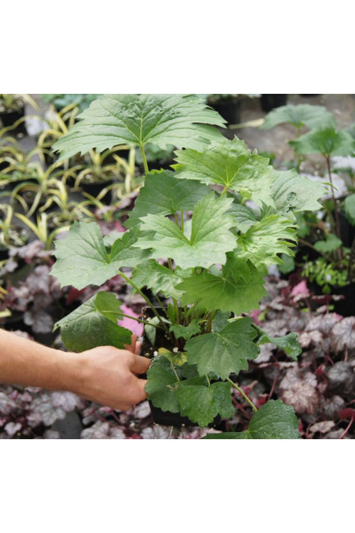 Języczka palmatiloba Ligularia palmatiloba