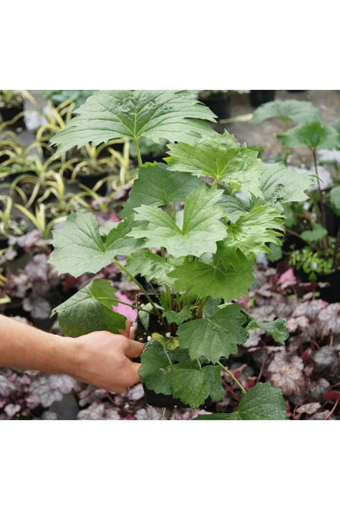 Języczka palmatiloba Ligularia palmatiloba