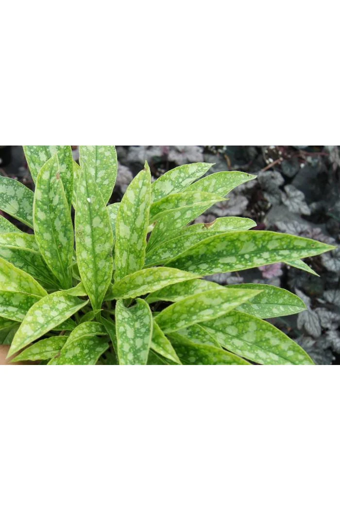 Miodunka 'Bubble Gum' Pulmonaria