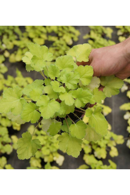Żurawka 'Lemon Chiffon' Heuchera