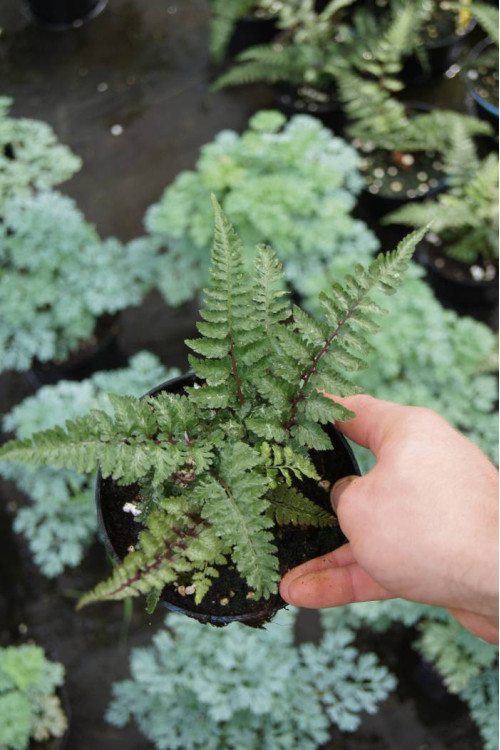 Wietlica 'Pewter Lace' | Athyrium