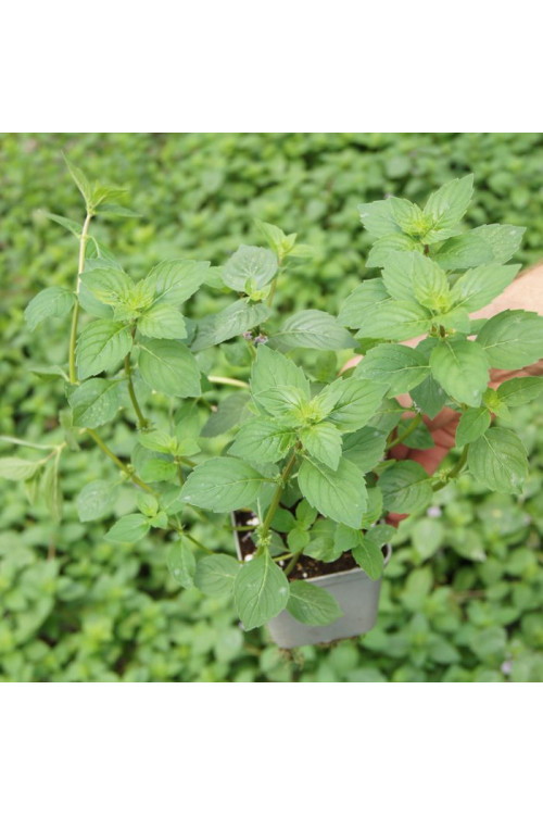 Mięta imbirowa Mentha