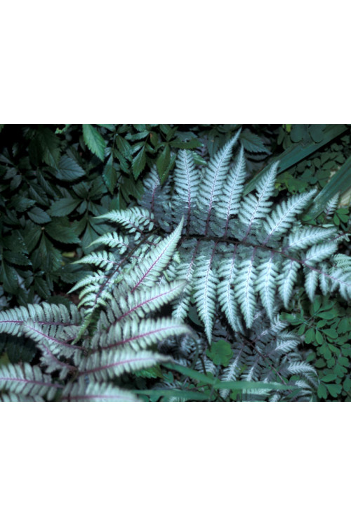 Wietlica 'Ursula's Red'| Athyrium